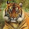 I love tigers, they seems to be like cats, but they are much more powerful then a cat.