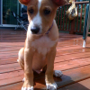 podengo puppy!!!! podengo puppy!!!!