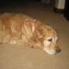 My dog Buffy My dog Buffy