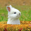 Immagine Lucy Elphine