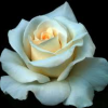 صورة ziad ziad