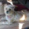 my dog my dog