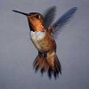 The Rufous Hummingbird..a rare, new hummingbird arriving in the Midwest