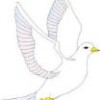 Dove Dove