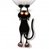 Picture of Chat Kras