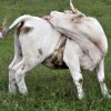 Picture of Moodle Username