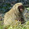 Φωτογραφία Yasushi 芝原