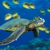 sea turtles are my fav. sea turtles are my fav.